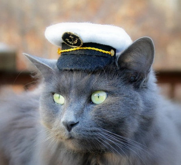 Captain cat